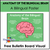 Anatomy of the Bilingual Brain | A Bilingual Poster